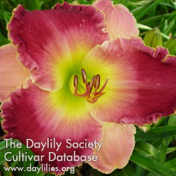 Daylily Innocent Discovery